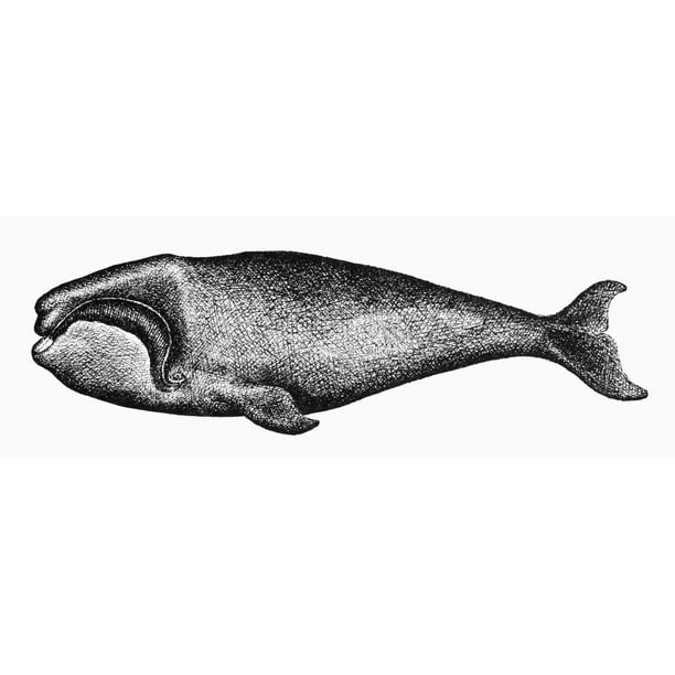 Atlantic Right Whale Netching Late 19Th Century Rolled