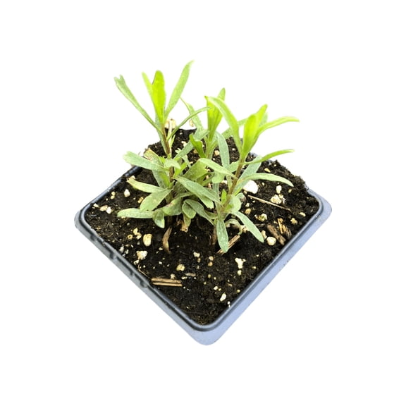 Tarragon (Artemesia dracunculus) Organic Plant in a 2.5-inch Pot by Smoke Camp Crafts - Classic Culinary Herb