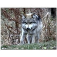 thumbnail image 1 of Wolf Wolves Ceramic Tile Mural Kitchen Backsplash Bathroom Shower 403140-S43, 1 of 3