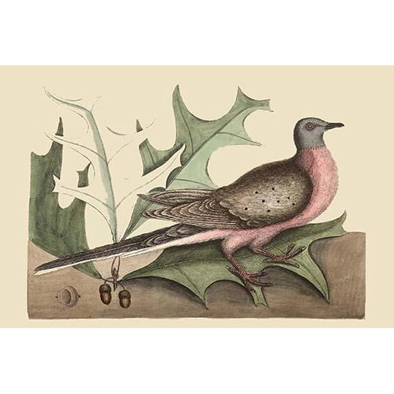 Passenger Pigeon-Fine Art Canvas Print (20" x 30")