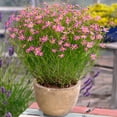 thumbnail image 2 of Coreopsis Rosea American Dream Xeriscape Garden Flower Seeds - 500 Seeds, 2 of 4