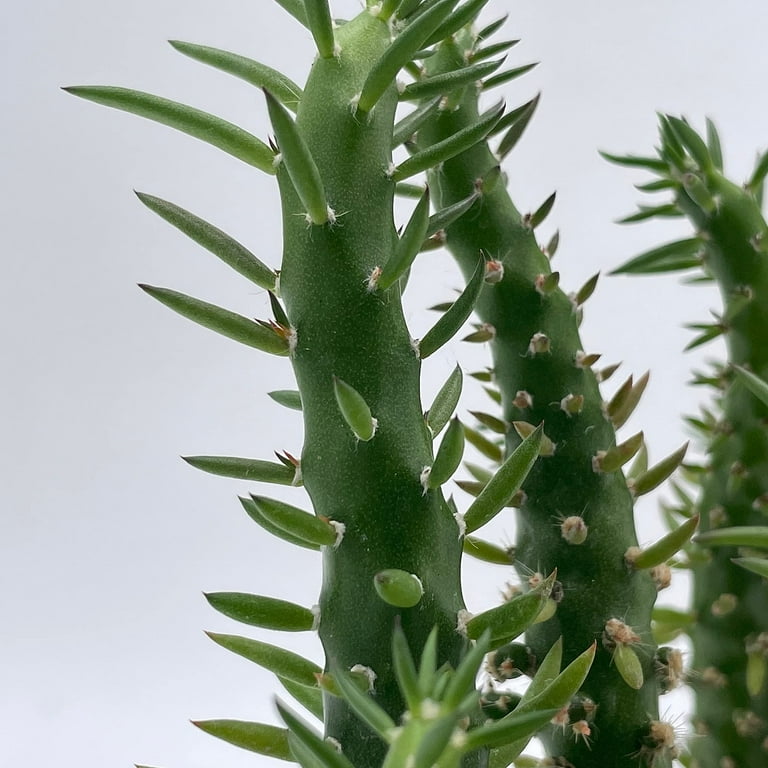 BubbleBlooms Austrocylindropuntia Subulata, Pink Eves Pin Needle Cactus, Opuntia  Subulata cylindrica, 4-inch Pot. - Walmart.com