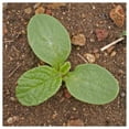 thumbnail image 3 of Everwilde Farms - 1 oz Borage Herb Seeds - Gold Vault Bulk Seed Packet, 3 of 4