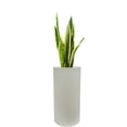 thumbnail image 1 of Maceta Cilíndrica Alta Blanca Moderna/minimalista Macetas Y Maceteros Estilo moderno, elegante y minimalista., 1 of 4