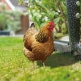 thumbnail image 6 of Benafini 2Pcs Chicken Yard Art Garden Hen Decoration Ornament Sign Acrylic Rooster Animal, 6 of 6
