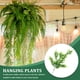 thumbnail image 3 of 2 plantas colgantes artificiales, helechos colgantes falsos, plantas colgantes falsas, 3 of 6