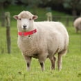 thumbnail image 5 of Sheep Collar Adjustable Anti-Lost with Bells 4Pcs for Livestock Use, 5 of 5