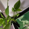 thumbnail image 3 of 2Pcs Aquarium Plant Holder Fish Tank Decorations with Integrated Hook Sturdy, Durable ABS Material Promotes Plant Growth, Wide Application, 3 of 7