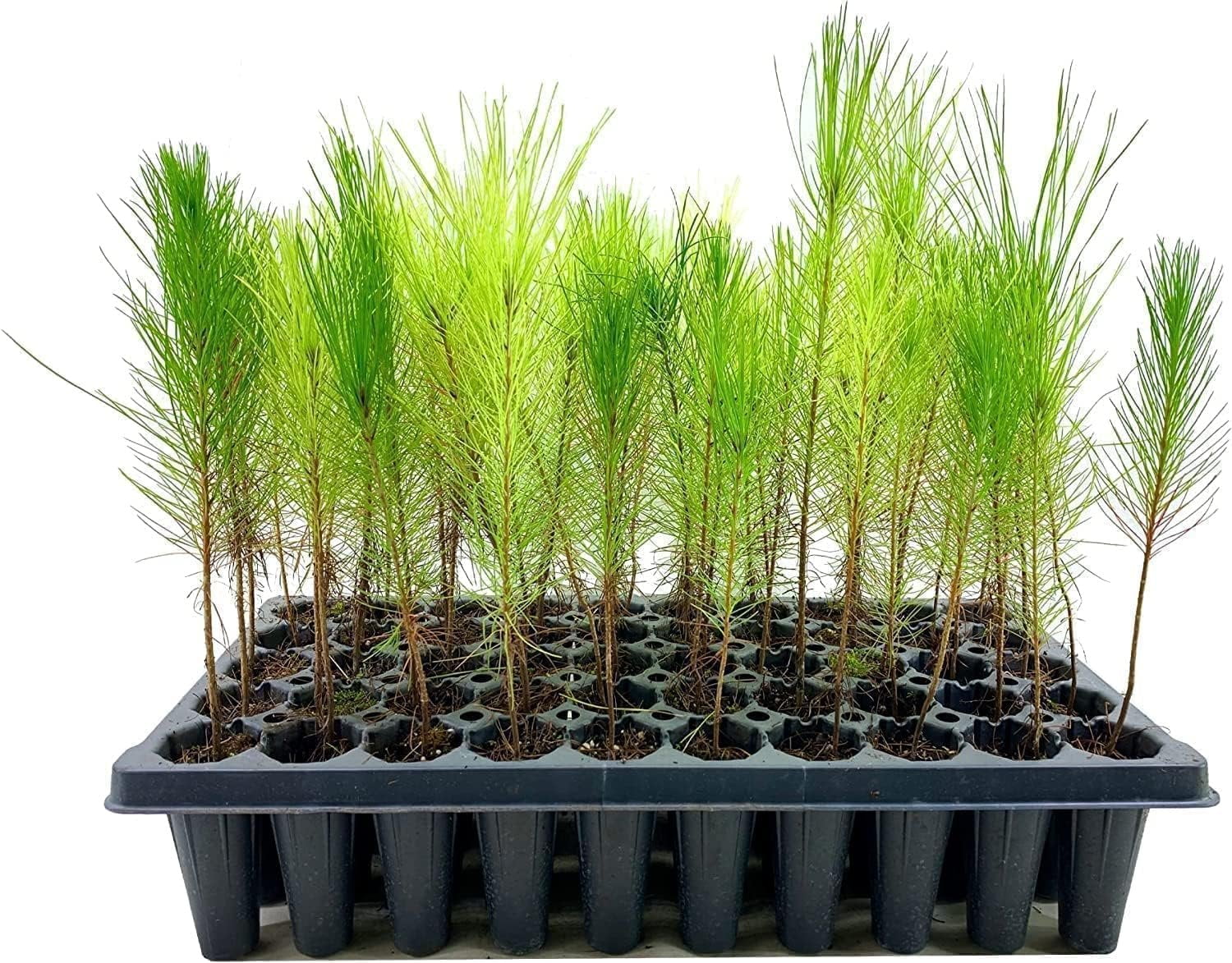 Loblolly Pine Tree Plants  3 Live Seedlings  Pinus Taeda  Fast-Growing Evergreen for Landscaping  Ideal Plants for Large Spaces