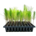thumbnail image 3 of Loblolly Pine Tree Plants  40 Live Seedlings  Pinus Taeda  Fast-Growing Evergreen for Landscaping  Ideal Plants for Large Spaces, 3 of 9