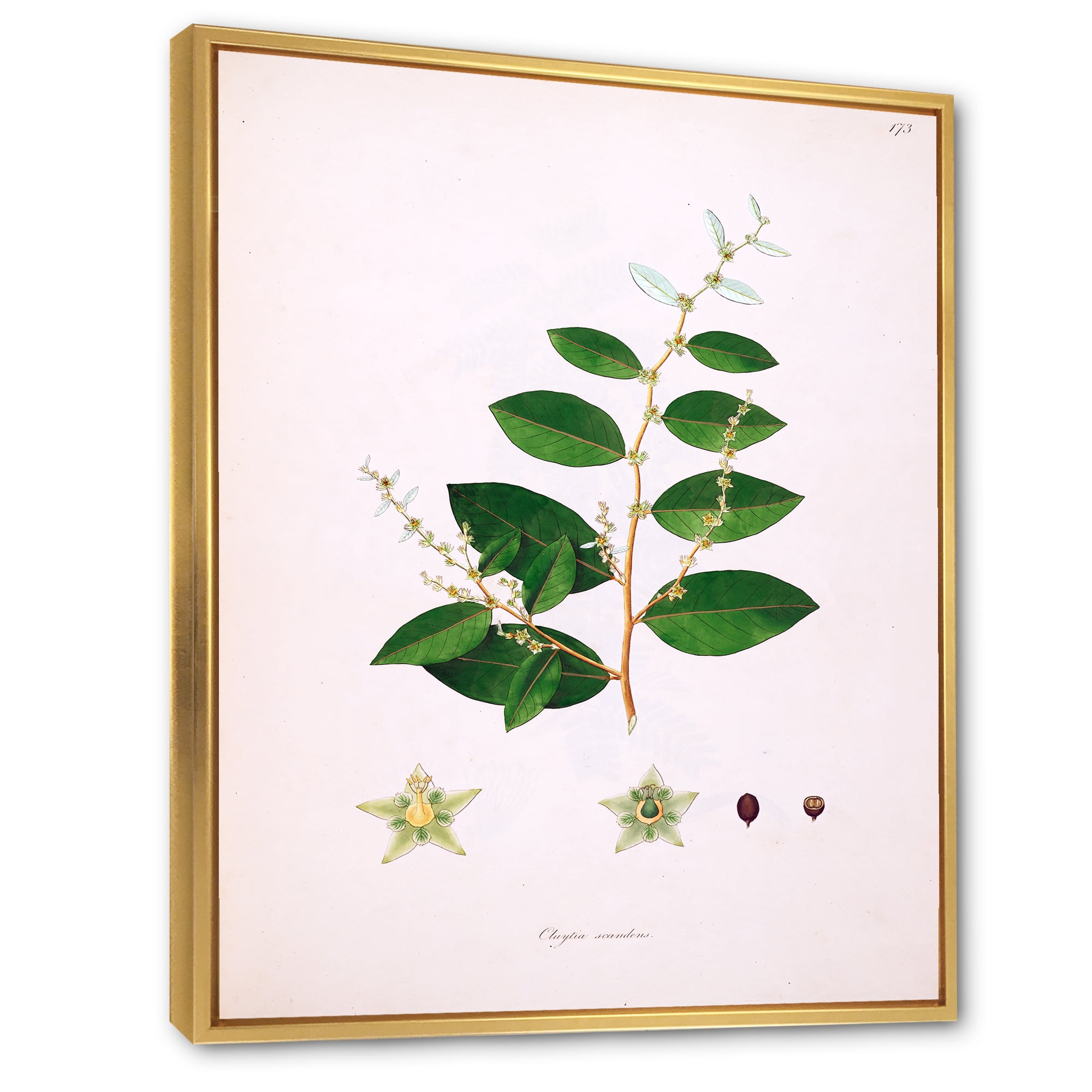 Designart 'Ancient Plant Life XVI' Farmhouse Framed Canvas Wall Art Print