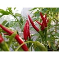 thumbnail image 3 of GSDWIUEW Graines de Piment Chili Thaï Dragon, Non Hybride, 100 Unités, 3 of 4