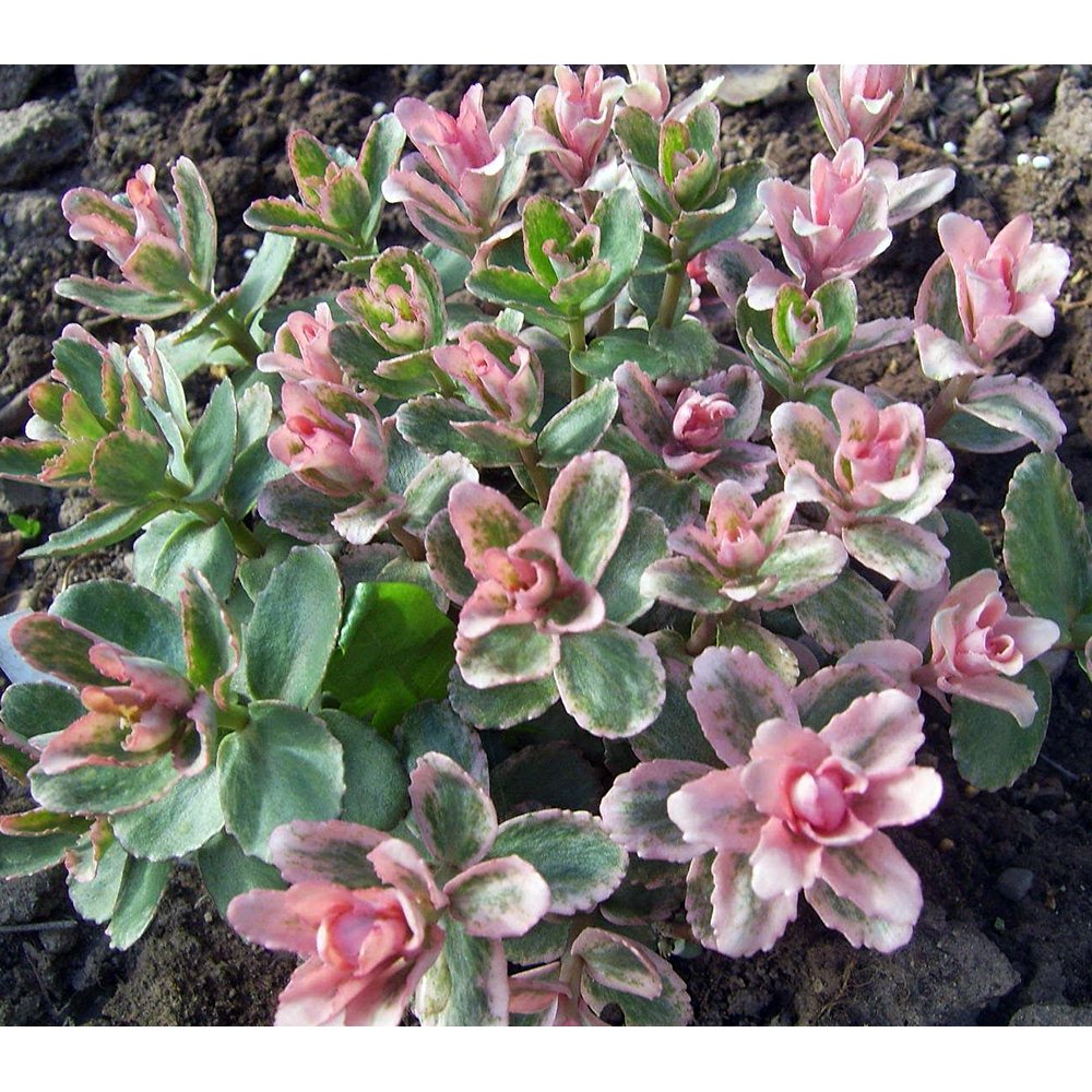 Pinky Stonecrop Perennial Sedum 4" Pot
