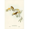 thumbnail image 2 of Gould, John 23x32 White Modern Wood Framed Museum Art Print Titled - Plumed Honey-eater-Ptilotis plumulus, 2 of 4