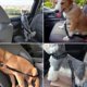 thumbnail image 3 of Arnés para perros, correa ajustable para perros y gatos pequeños, medianos y grandes, 3 of 5