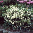 Brighter Blooms Skip Laurel Shrub 5 Gal No Shipping To AK AZ CA brighter-blooms-skip-laurel-shrub-5-gal-no-shipping-to-ak-az-ca