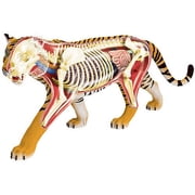 4D Vision Tiger Anatomy Model, by 4D Master