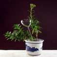 thumbnail image 4 of 6 Types  Self Watering Plant Waterer Glass Plant Flowers Water Feeder, 4 of 5