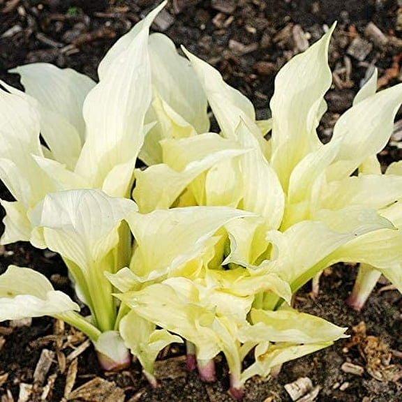 White Feather Hosta Flower Root - Attracts Butterflies and Hummingbirds - Grows Well In Containers - Perennializing - Easy to Grow Live Plants - Outdoor Garden