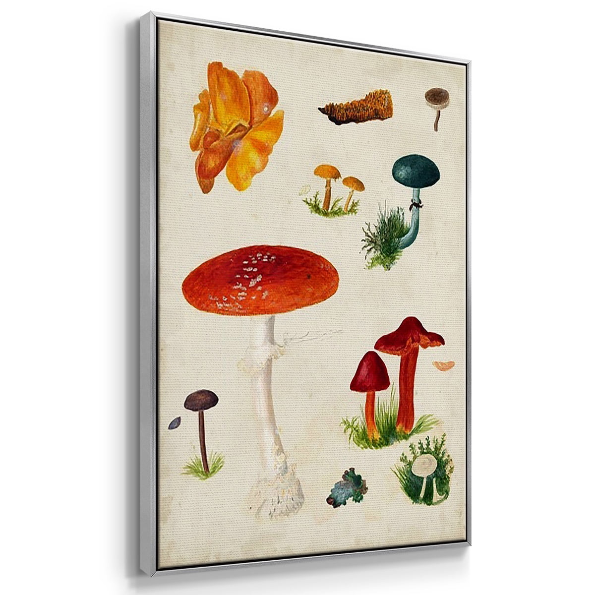 Mushroom Species VI - Framed Premium Gallery Wrapped Canvas L Frame 3 Piece Set - Ready to Hang
