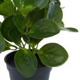 thumbnail image 6 of DecMode 13" Artificial Eucalyptus Plant in Realistic Leaves and Black Round Pot, 6 of 12