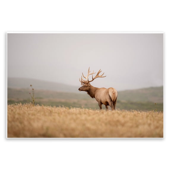 Stupell Industries Tule Elk Photography Landscape & Nature Photography Unframed Art Print Wall Art, 15 x 10
