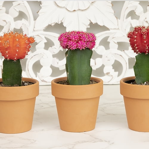Altman Plants 2.5" Multi-color Cactus Live Plants (3 Pack) with Clay Pots