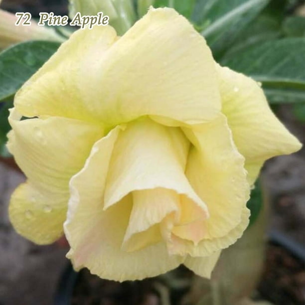 Co Z Desert Rose Live Plant Adenium Obesum Double Flower New Hybrids Walmart Com Walmart Com