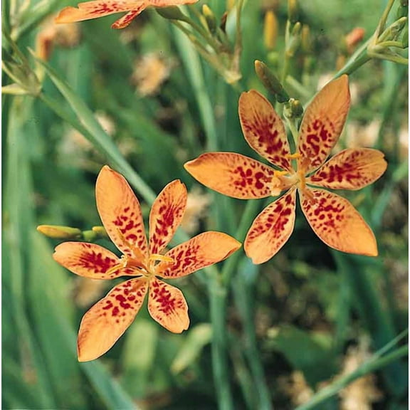 25 Black Berry Lily Seeds, Perennial , Flowers