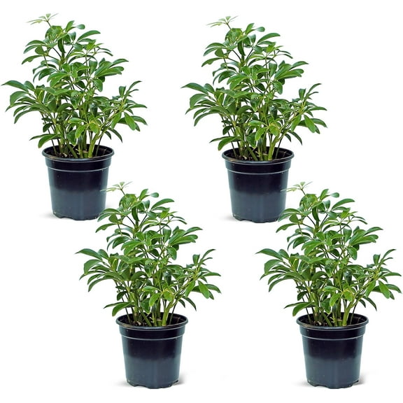 4 Pack Live Hawaiian Schefflera Arboricola, Hawaiian Dwarf Umbrella Tree, Fully Rooted Indoor Plant, Easy Care Live Houseplant, Birthday Gift, Housewarming Gift in 4" Pot