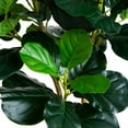 thumbnail image 3 of Nearly Natural 4ft. Artificial Lush Fiddle Leaf Tree in Decorative White Planter, 3 of 7