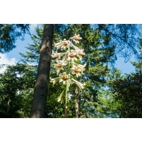 Seeds - 20 seeds Giant Himalayan Lily Largest of all Lilies! Grows 6-8 feet -See Description- Container Gardening Cardiocrinum giganteum