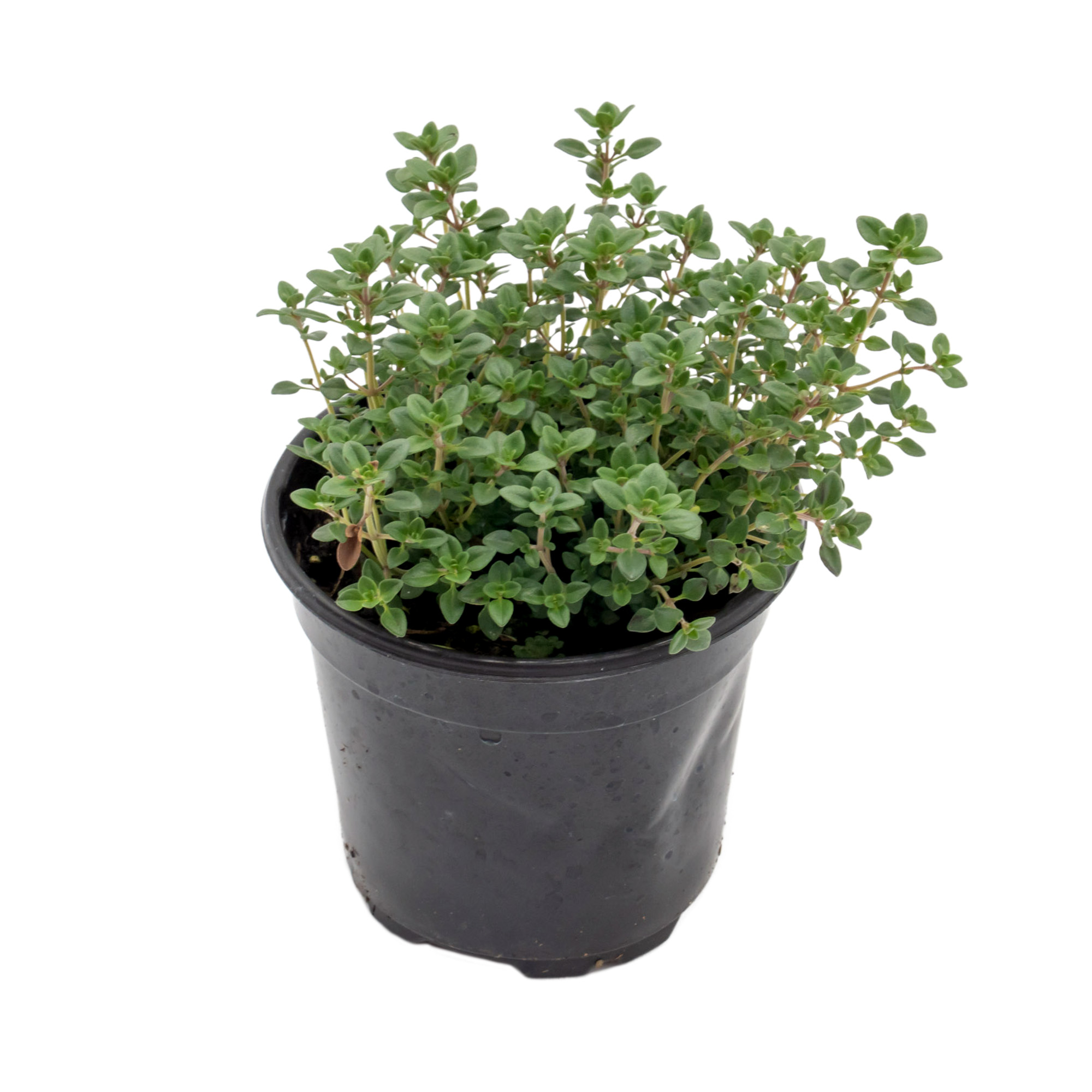 Lemon thyme for sale (Lemon Thyme, Thymus citriodorus, thyme sale) Lemon thyme for sale