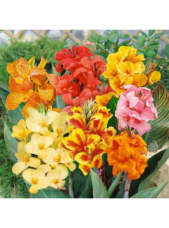 Canna Lily Bulbs in Plant Bulbs