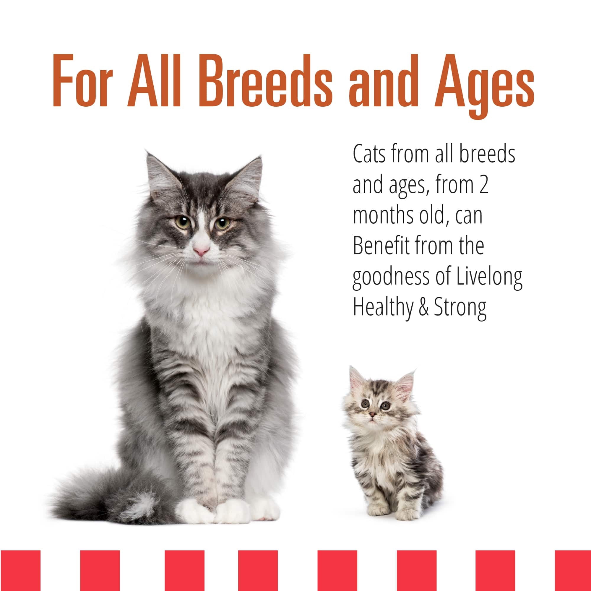 Livelong Healthy & Strong: 24 Pack: Yummy Turducken - 5.5oz Cans, Wet Cat Food, High-Quality Meat, High Protein, Natural, No Preservatives,
