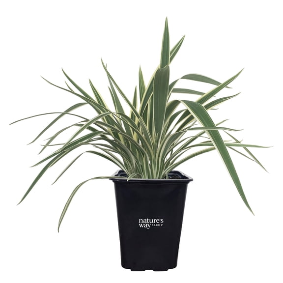 Nature's Way Farms Dianella Live Plant (18-24 in. Tall) in Grower Pot