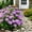 Purple, variant on Staron Artificial Hydrangea Flowers Real Touch, Faux Hydrangea Blooms with Soft Petals, Bridal Bouquet Floral Arrangement Supplies for Home Wedding Arch Party Decor, White
