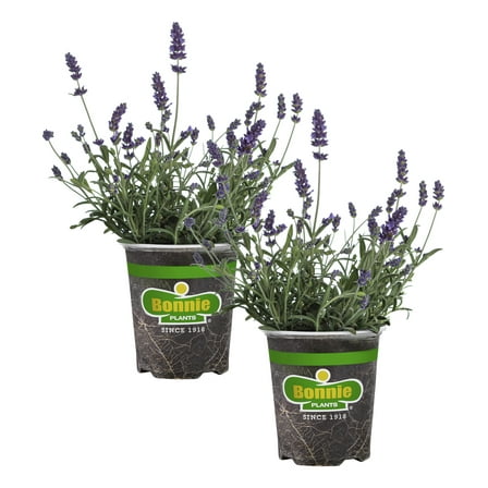 Bonnie Plants Lavender, 19.3 oz., Live Plant