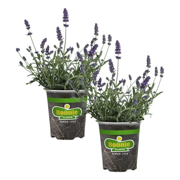 Bonnie Plants Lavender, 19.3 oz., Live Plant
