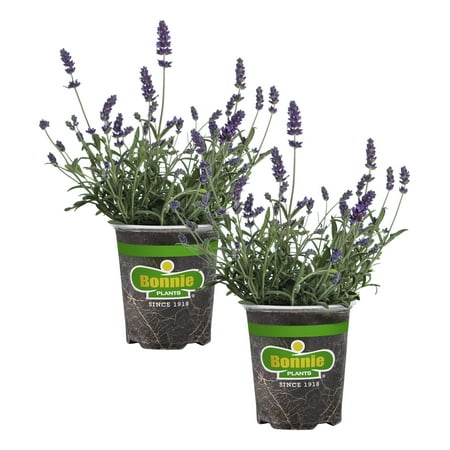 Bonnie Plants Lavender  19.3 oz.  Live Plant