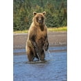 thumbnail image 2 of Jones, Adam 17x24 White Modern Wood Framed Museum Art Print Titled - Grizzly bear standing-Lake Clark National Park and Preserve-Alaska, 2 of 4