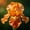 D, variant on Premium Iris For Planting-Perennial-Fresh Accent for Courtyard and Borders-Garden Decoration(Non-Artificial)