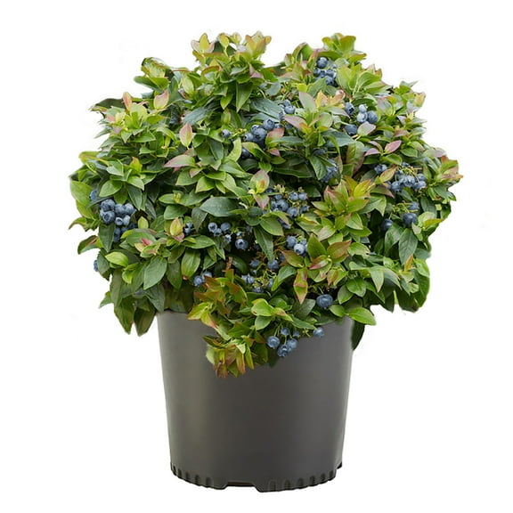 Blueberry New Hanover Live Shrub (2.25 Gallon)