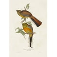 thumbnail image 2 of Gould, John 17x24 White Modern Wood Framed Museum Art Print Titled - Elegant Trogons II, 2 of 4