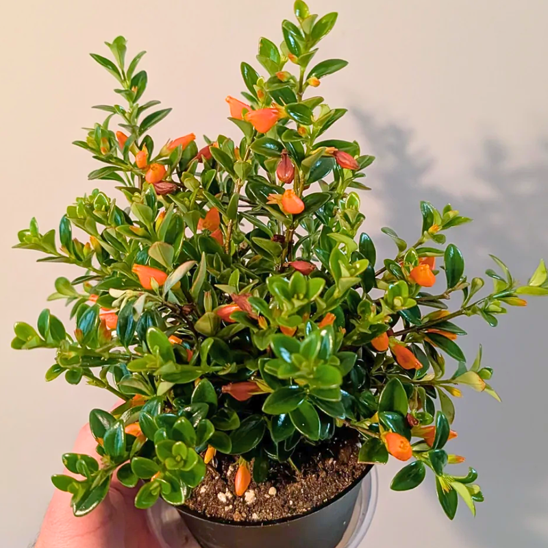 Orange Goldfish Plants Live 4-7" Tall in 4" Pot, Goldfish Plants Live Houseplants, Orange Flowering Trailing Plant for Indoor Planting