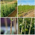 thumbnail image 6 of Natural Bamboo Stakes 4 Feet, Eco-Friendly Garden Stakes, Plant Stakes Supports Climbing for Tomatoes, Trees, Beans, 25 Pack, 6 of 7