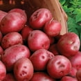 thumbnail image 2 of TomorrowSeeds - American Flag Mix Seed Potatoes - USDA Certified For Growers , Red, White, Blue Potato Pontiac Russet Adirondack Purple Seed 2025 - 2 Pounds, 2 of 10