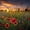 Dawn At Flower Field, variant on Elephant Stock Tequila Jalisco Agave Field Wall Art - Nature Multi Panel Canvas - 75" x 48"