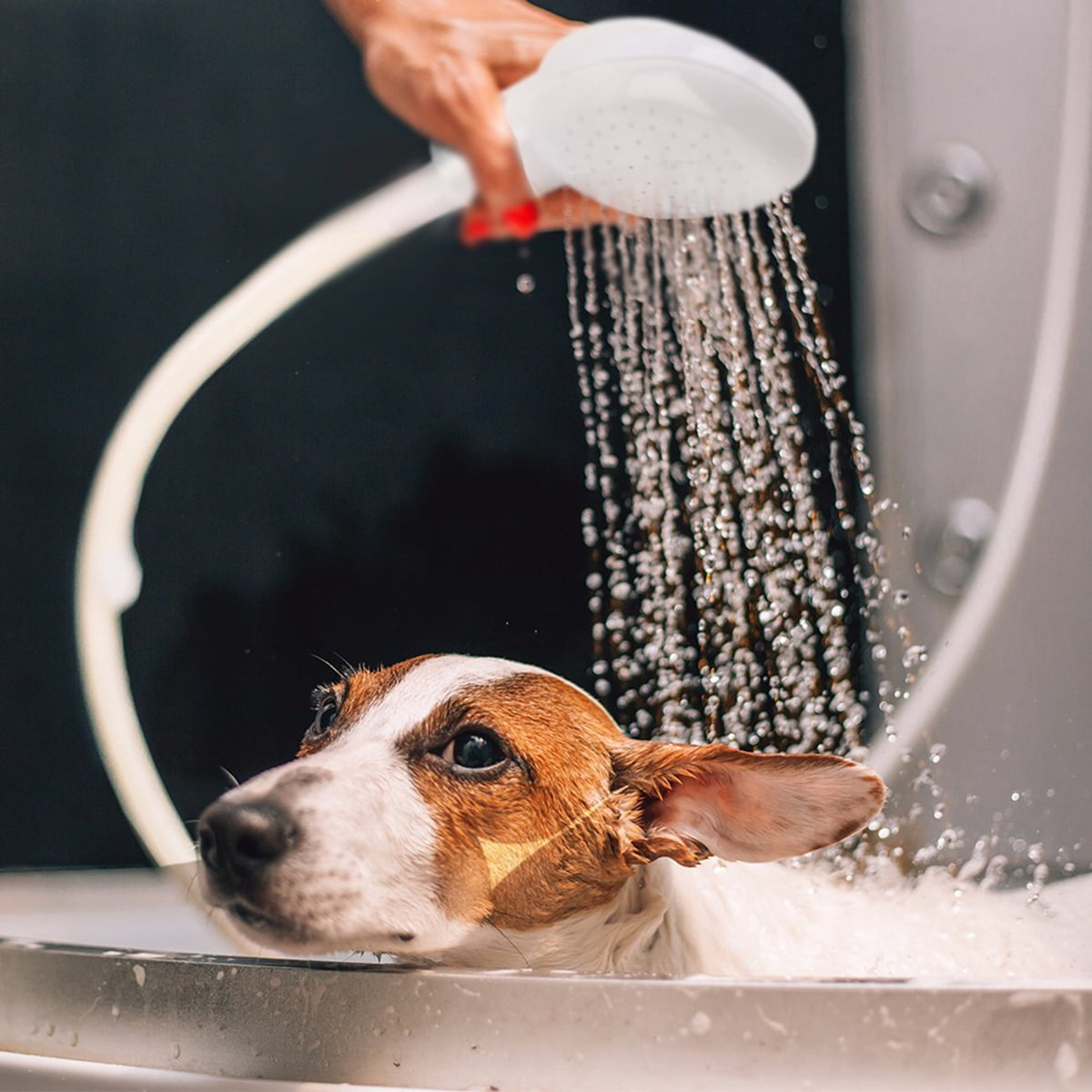 pet wash hose