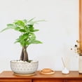 thumbnail image 2 of Ordivic 8 Inch White Ceramic Succulent Planter with Drainage Hole and Bamboo Tray – Round Shallow Bonsai Pot for Indoor Plants, 2 of 7
